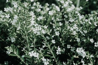 焦点摄影上的白花瓣花
